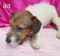 Jack Female aa w/ tail, a female Jack Russell Terrier for sale in Montgomery, MI – Photo 7 of 10