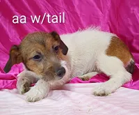 Jack Female aa w/ tail, a female Jack Russell Terrier for sale in Montgomery, MI – Photo 8 of 10