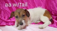 Jack Female aa w/ tail, a female Jack Russell Terrier for sale in Montgomery, MI – Photo 10 of 10