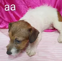 Jack Female aa w/ tail, a female Jack Russell Terrier for sale in Montgomery, MI – Photo 6 of 10