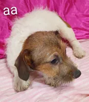 Jack Female aa w/ tail, a female Jack Russell Terrier for sale in Montgomery, MI – Photo 4 of 10