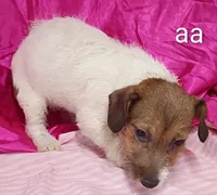 Jack Female aa w/ tail, a female Jack Russell Terrier for sale in Montgomery, MI – Photo 2 of 10