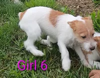 Girl , a female Jack Russell Terrier for sale in Montgomery, MI – 7 of 10