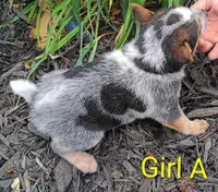 Girl A, a female Australian Cattle Dog for sale in Montgomery, MI – 9 of 10