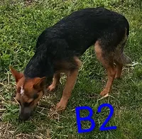 B2, a male Australian Cattle Dog for sale in Montgomery, MI – 3 of 4
