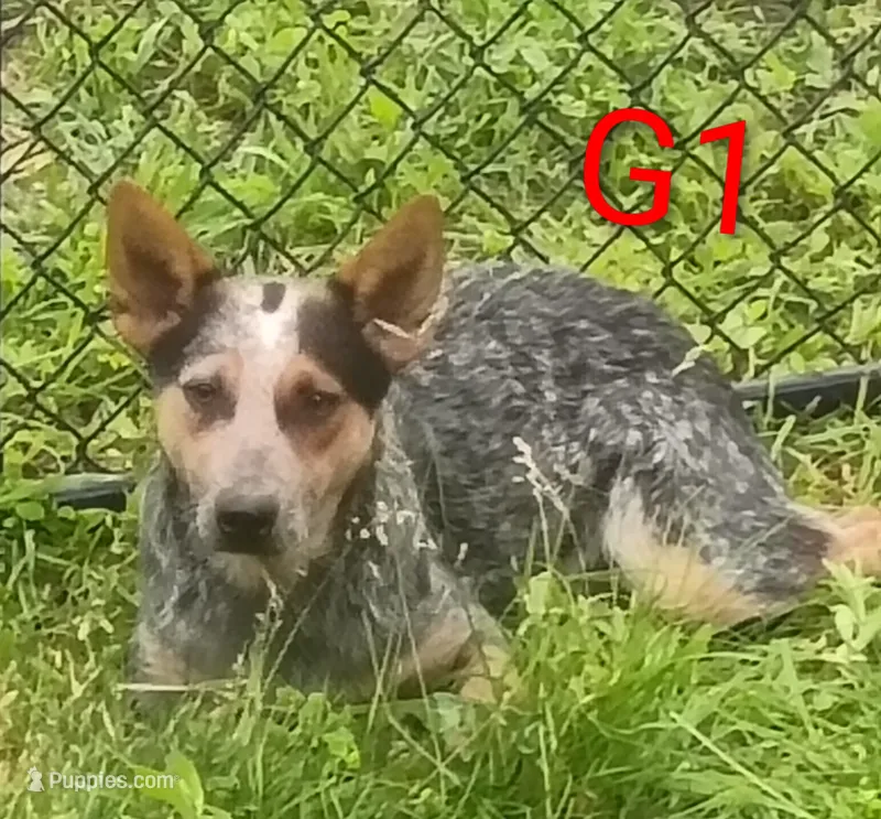 G1, a female Australian Cattle Dog for sale in Montgomery, MI – 1 of 10