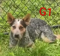 G1, a female Australian Cattle Dog for sale in Montgomery, MI – 1 of 10
