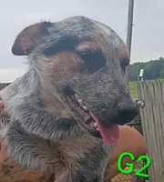 G2, a female Australian Cattle Dog for sale in Montgomery, MI – 7 of 10
