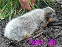 RUNT Girl , a female Australian Cattle Dog for sale in Montgomery, MI – 7 of 9