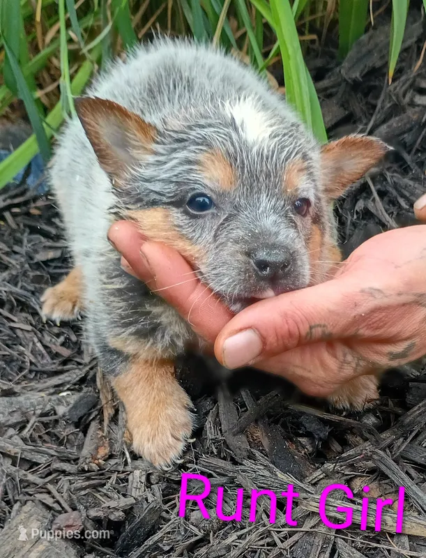 RUNT Girl  – Australian Cattle Dog puppy for sale in Montgomery, MI