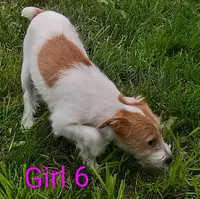 Girl 6, a female Jack Russell Terrier for sale in Montgomery, MI – 3 of 8