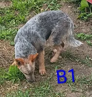 B1, a male Australian Cattle Dog for sale in Montgomery, MI – 3 of 6