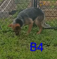 B4, a male Australian Cattle Dog for sale in Montgomery, MI – 4 of 5