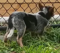Female Heeler, a female Australian Cattle Dog for sale in Montgomery, MI – 5 of 10