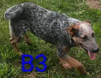 B3, a male Australian Cattle Dog for sale in Montgomery, MI – 3 of 6
