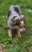 Female Heeler, a female Australian Cattle Dog for sale in Montgomery, MI – 6 of 10
