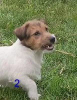 Female 2, a female Jack Russell Terrier for sale in Montgomery, MI – 1 of 10