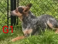 G1, a female Australian Cattle Dog for sale in Montgomery, MI – 6 of 10