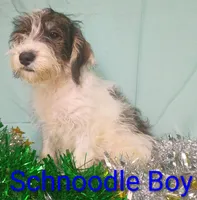 Schnoodle boy, a female Schnoodle for sale in Montgomery, MI – Photo 5 of 10