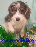 Schnoodle boy, a female Schnoodle for sale in Montgomery, MI – Photo 6 of 10
