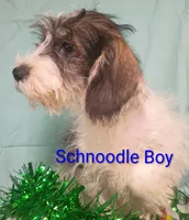 Schnoodle boy, a female Schnoodle for sale in Montgomery, MI – Photo 8 of 10