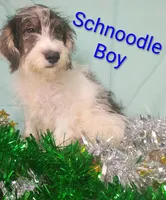 Schnoodle boy, a female Schnoodle for sale in Montgomery, MI – Photo 3 of 10
