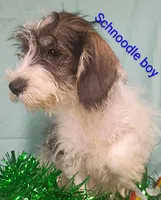 Schnoodle boy, a female Schnoodle for sale in Montgomery, MI – Photo 10 of 10