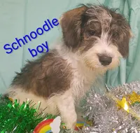 Schnoodle boy, a female Schnoodle for sale in Montgomery, MI – Photo 4 of 10