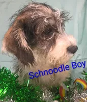 Schnoodle boy, a female Schnoodle for sale in Montgomery, MI – Photo 7 of 10