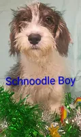 Schnoodle boy, a female Schnoodle for sale in Montgomery, MI – Photo 9 of 10