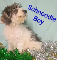 Schnoodle boy, a female Schnoodle for sale in Montgomery, MI – Photo 2 of 10