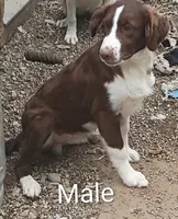 Aussie Male , a male Australian Shepherd for sale in Montgomery, MI – 5 of 6