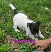 female , a male Jack Russell Terrier for sale in Montgomery, MI – 3 of 8