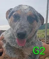 G2, a female Australian Cattle Dog for sale in Montgomery, MI – 8 of 10