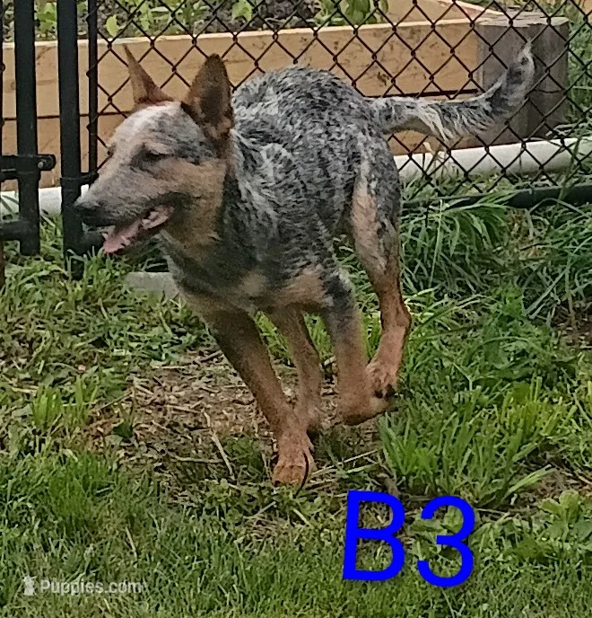 B4 – Australian Cattle Dog puppy for sale in Montgomery, MI