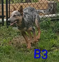 B4, a male Australian Cattle Dog for sale in Montgomery, MI – 1 of 5