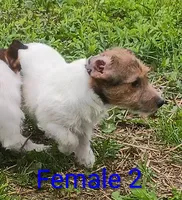 Female 2, a female Jack Russell Terrier for sale in Montgomery, MI – 10 of 10
