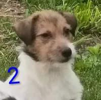 Female 2, a female Jack Russell Terrier for sale in Montgomery, MI – 3 of 10