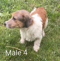 Make 4, a male Jack Russell Terrier for sale in Montgomery, MI – 5 of 9