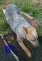 B1, a male Australian Cattle Dog for sale in Montgomery, MI – 4 of 6