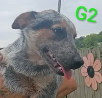 G2, a female Australian Cattle Dog for sale in Montgomery, MI – 10 of 10