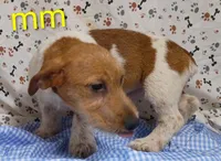 Jack boy mm, a male Jack Russell Terrier for sale in Montgomery, MI – Photo 5 of 10