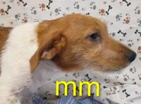 Jack boy mm, a male Jack Russell Terrier for sale in Montgomery, MI – Photo 6 of 10