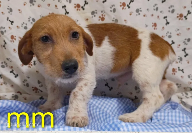 Jack boy mm – Jack Russell Terrier puppy for sale in Montgomery, MI