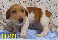 Jack boy mm, a male Jack Russell Terrier for sale in Montgomery, MI – Photo 1 of 10