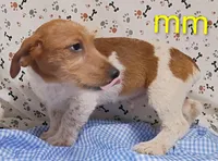 Jack boy mm, a male Jack Russell Terrier for sale in Montgomery, MI – Photo 3 of 10