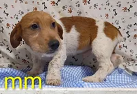 Jack boy mm, a male Jack Russell Terrier for sale in Montgomery, MI – Photo 9 of 10