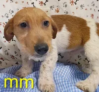 Jack boy mm, a male Jack Russell Terrier for sale in Montgomery, MI – Photo 10 of 10