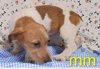 Jack boy mm, a male Jack Russell Terrier for sale in Montgomery, MI – Photo 7 of 10