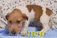 Jack boy mm, a male Jack Russell Terrier for sale in Montgomery, MI – Photo 2 of 10